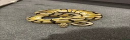 Python Snake reptiles for sale: Bumblebee ball python - Advert 3