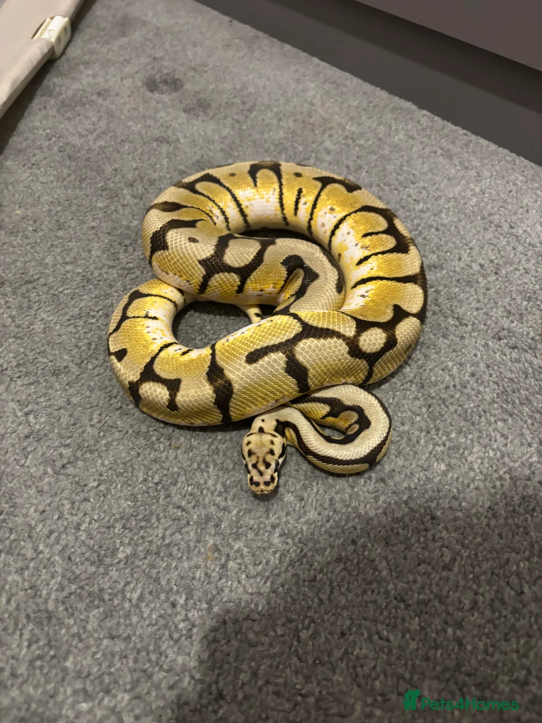 Python Snake reptiles for sale: Bumblebee ball python - Advert 3