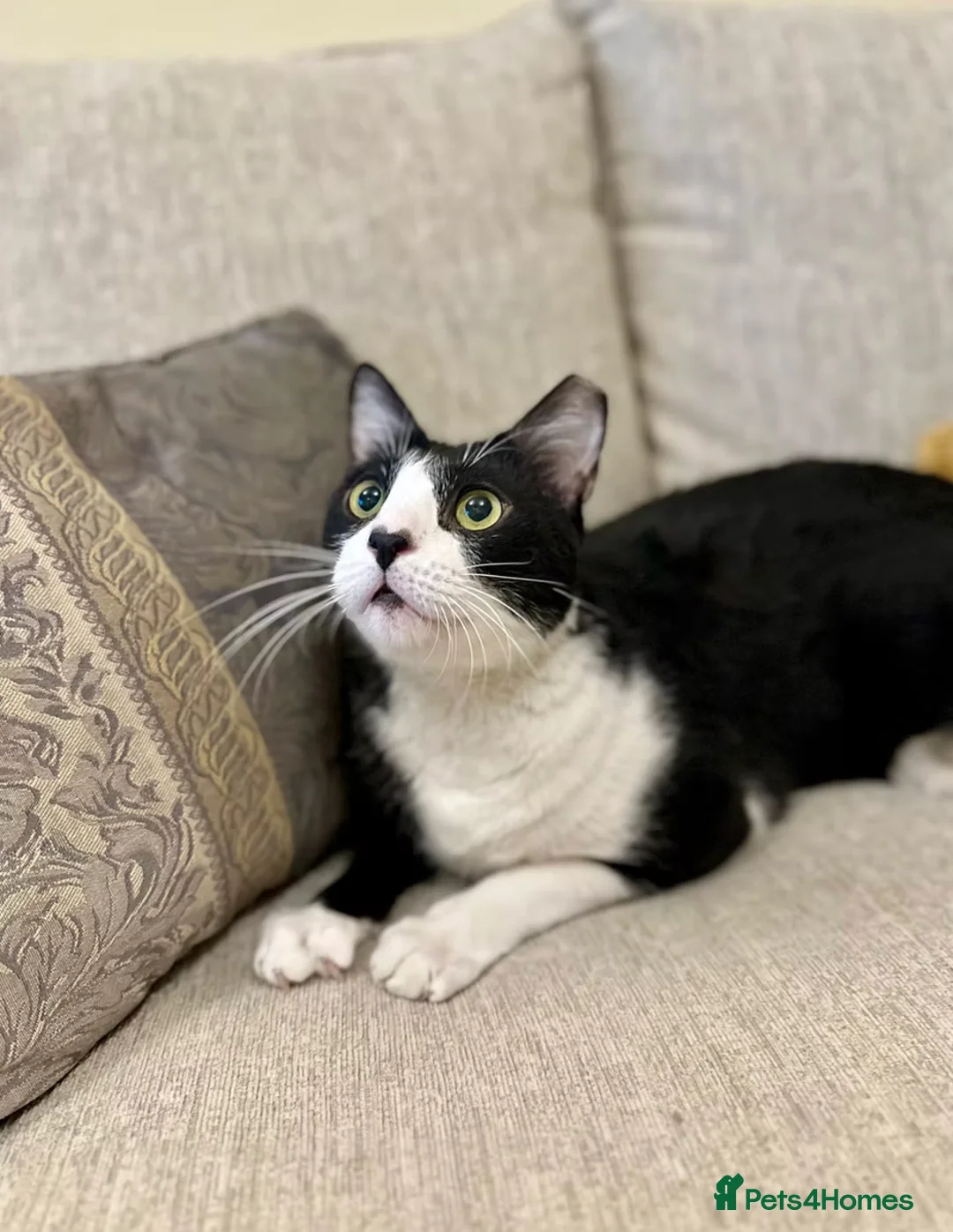 Mixed Breed cats for adoption: Male Adult Rescue Cat for Indoor Adoption - Advert 6