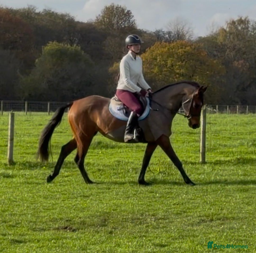 Other Breed horses for sale: Easy Allrounder  - Advert 9