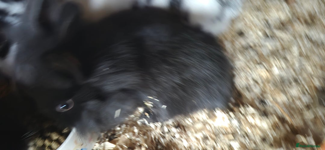 Mixed Breed rabbits for sale: Lion head cross - Advert 2