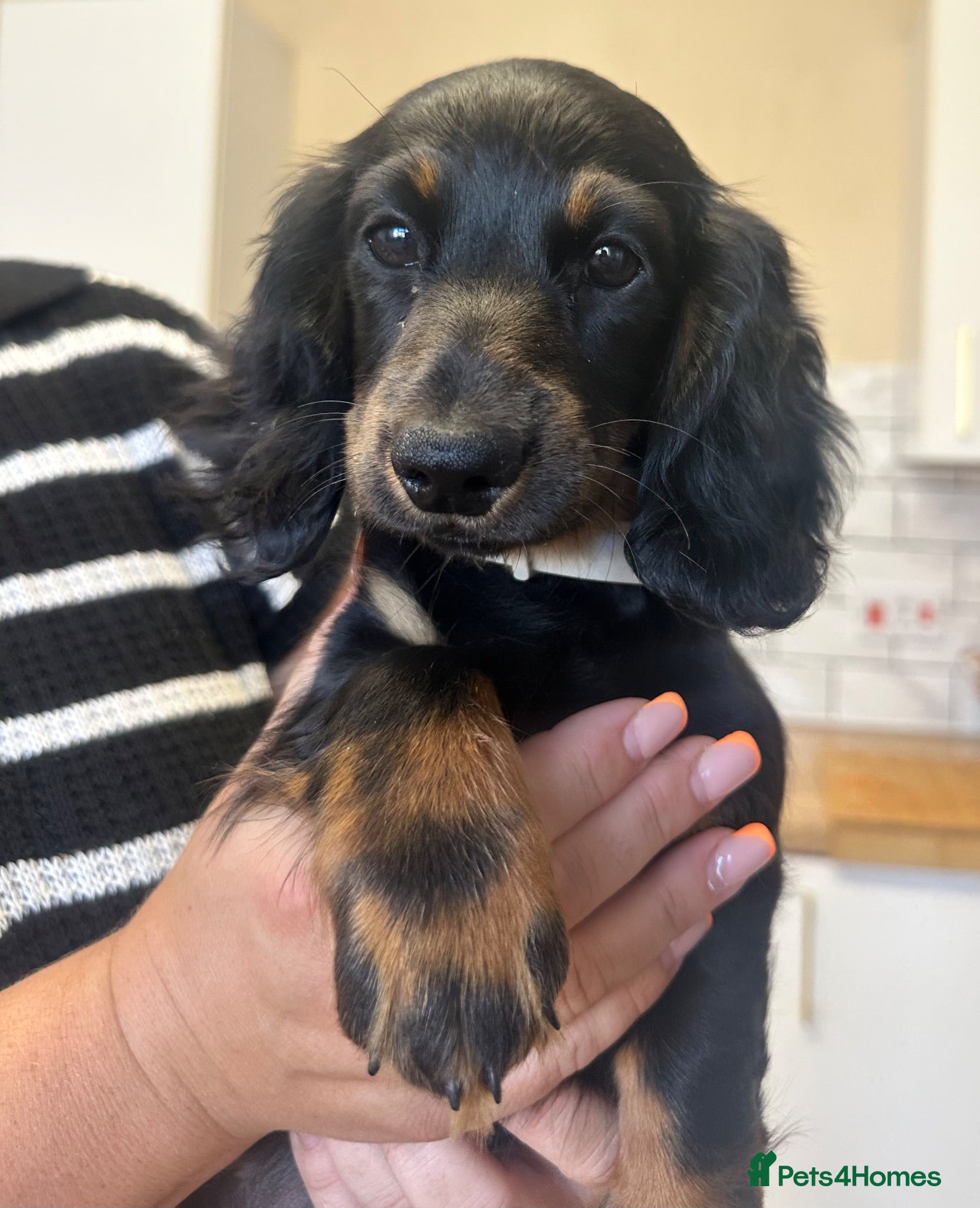 Miniature Dachshund dogs Beautiful Miniature Dachshund Puppies  - Advert 14