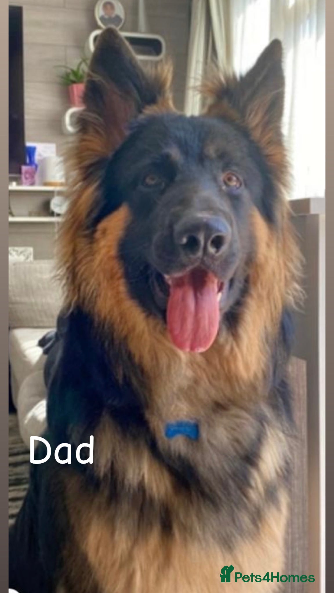 German Shepherd dogs Beautiful German Shepherd puppies for sale - Advert 2