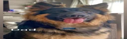 German Shepherd dogs for sale: Beautiful German Shepherd puppies for sale in Stanford-le-Hope - Advert 2