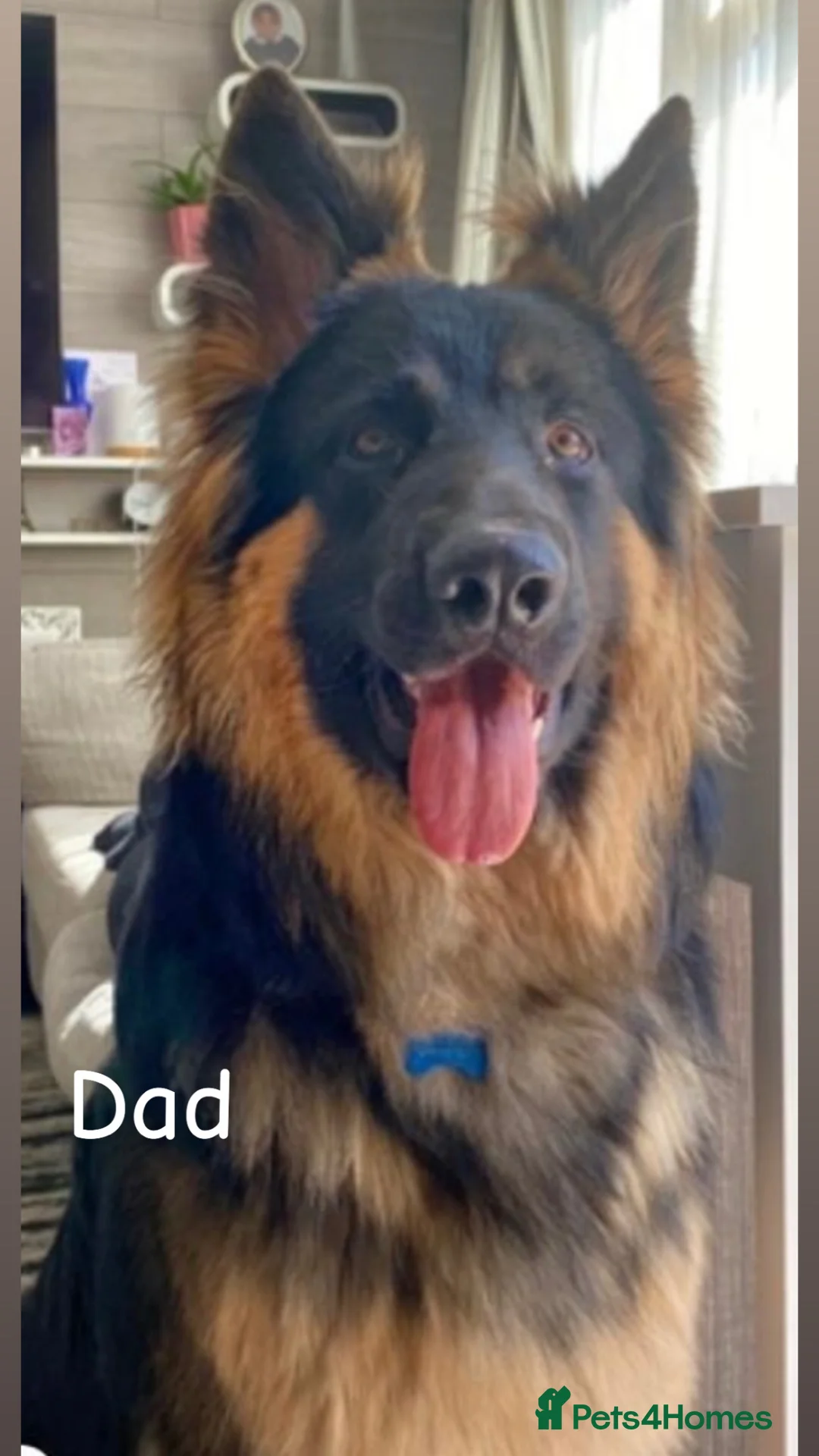 German Shepherd dogs for sale: Beautiful German Shepherd puppies for sale in Stanford-le-Hope - Advert 2