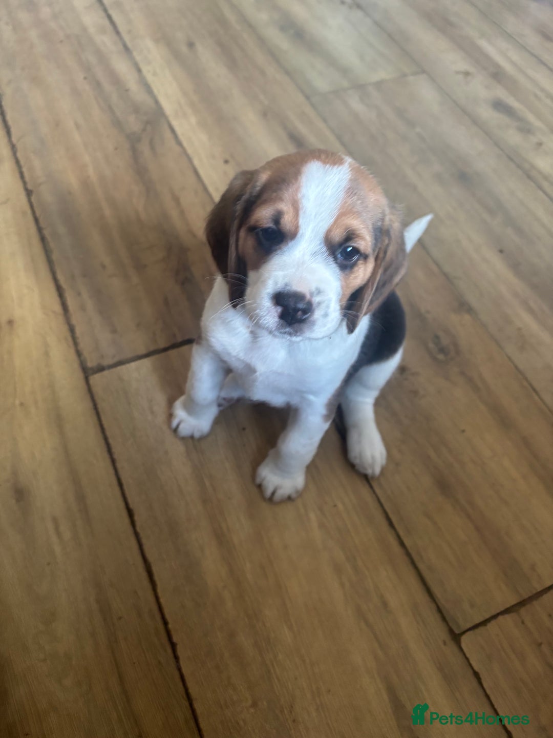 Beagle dogs for sale: 2 stunning Beagle Puppies, ready now in Sidcup - Image 25