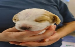 Beagle dogs for sale:  Beagles Puppies  - Image 4