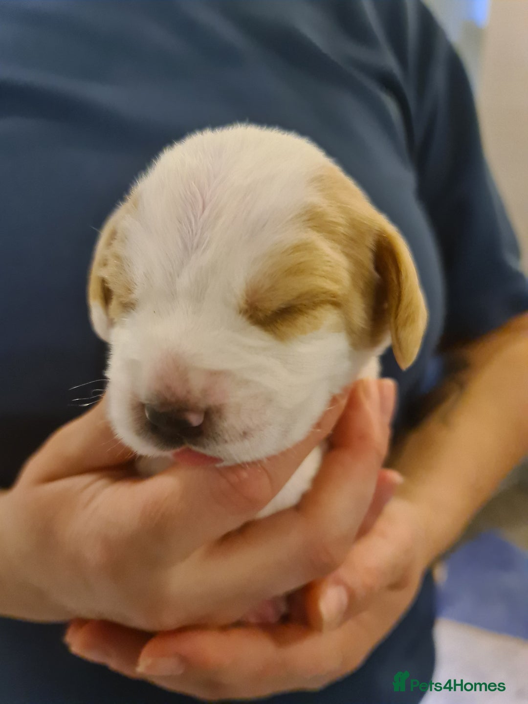 Beagle dogs for sale:  Beagles Puppies  - Image 4