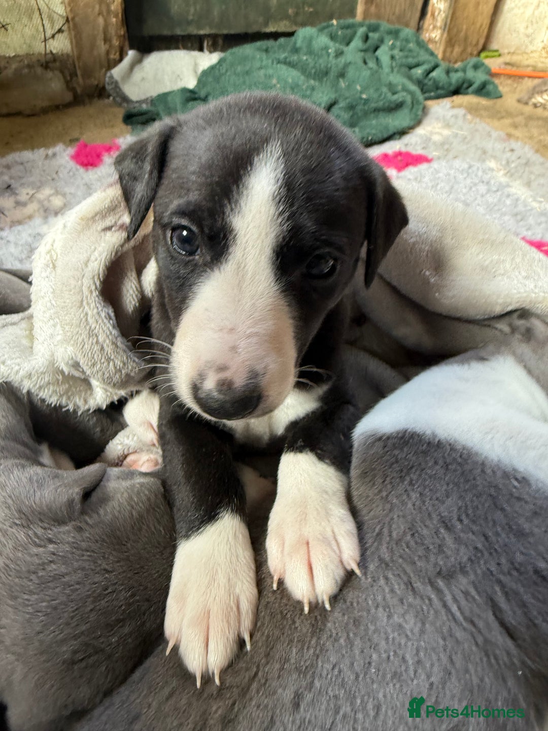 Mixed Breed dogs for sale: Whippet x greyhound puppies  - Image 23