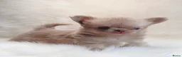 Chihuahua dogs for sale: Beautiful lilac chihuahuas  in Doncaster - Advert 21