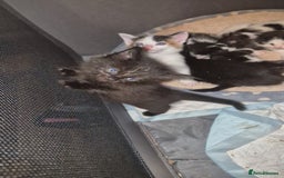 Mixed Breed cats for sale: Gorgeous kittens long and short haired - Image 14