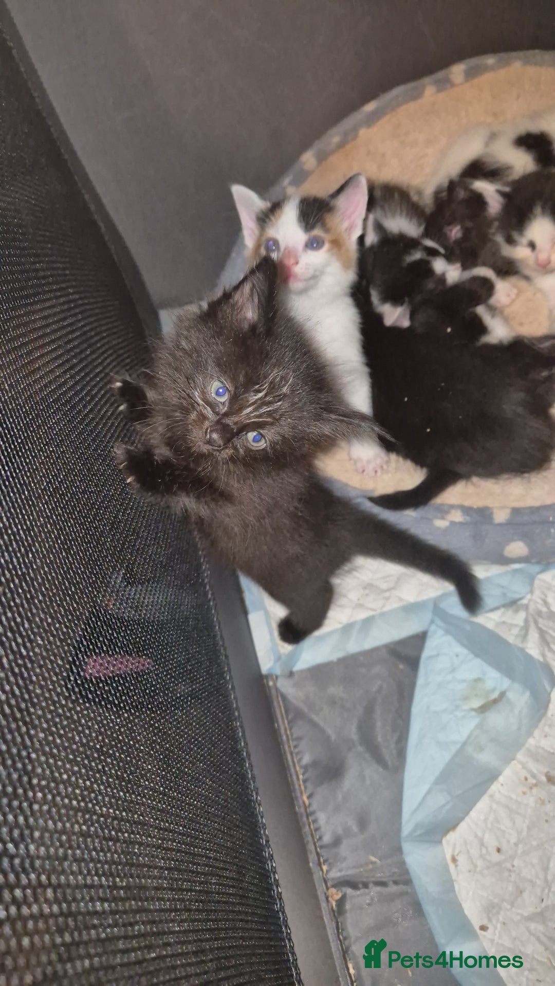 Mixed Breed cats for sale: Gorgeous kittens long and short haired - Image 14