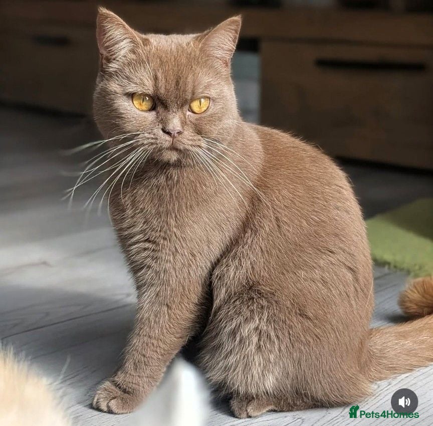British Shorthair cats Active cinnamon queen - Advert 1