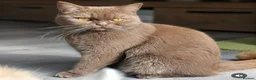 British Shorthair cats for sale: Active cinnamon queen - Advert 7
