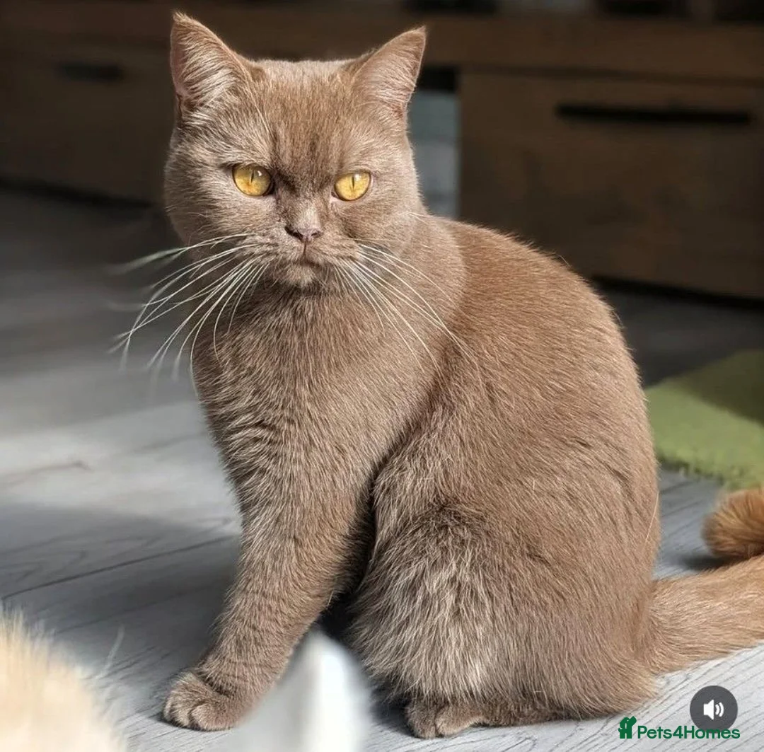 British Shorthair cats for sale: Active cinnamon queen - Advert 7