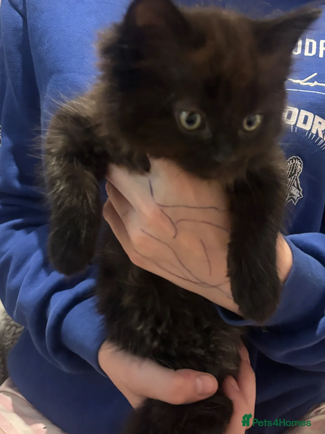Ragcoon cats for sale: Ragdoll cross maincoon kittens  - Advert 2