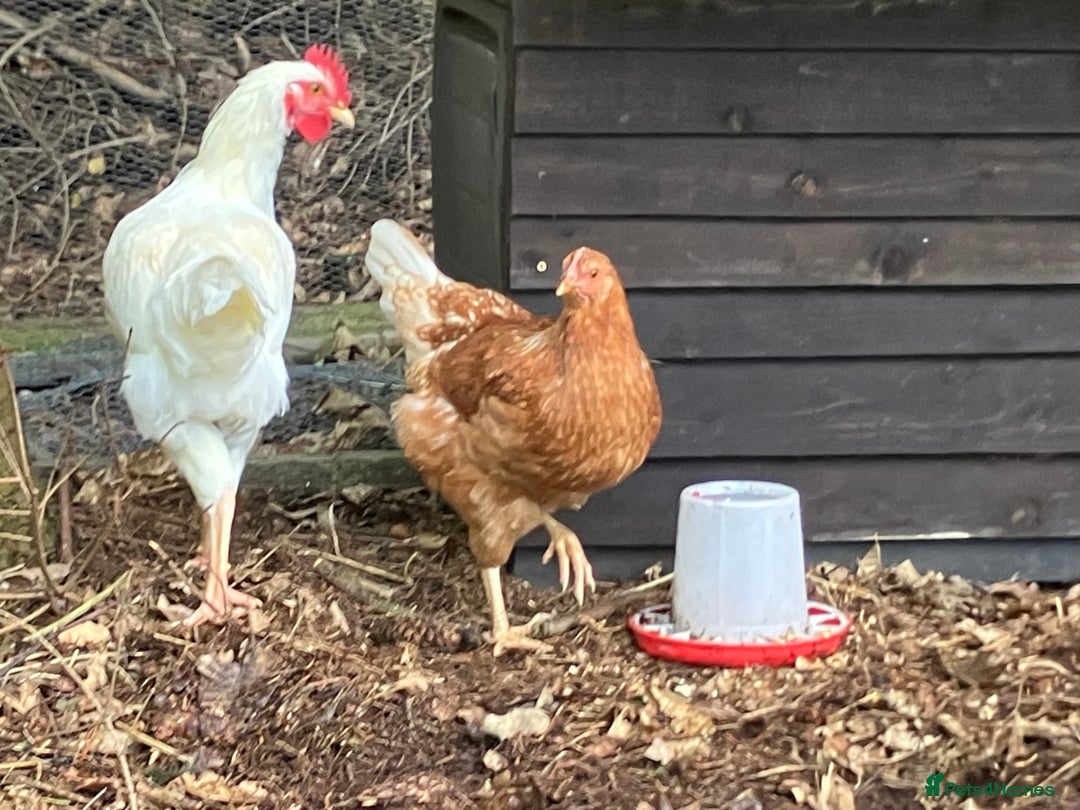 Chickens poultry for sale: Mixed breed hybrid laying chicken Cockerel egg  - Image 2