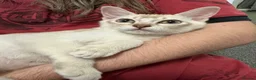 Asian cats for sale: Gccf reg Pedigree kittens  - Advert 8