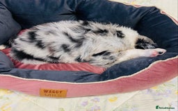 Border Collie dogs for sale: Border collie puppies  - Image 16