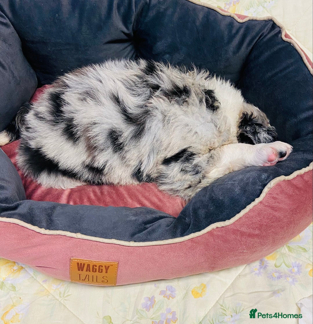 Border Collie dogs for sale: Border collie puppies  - Image 16