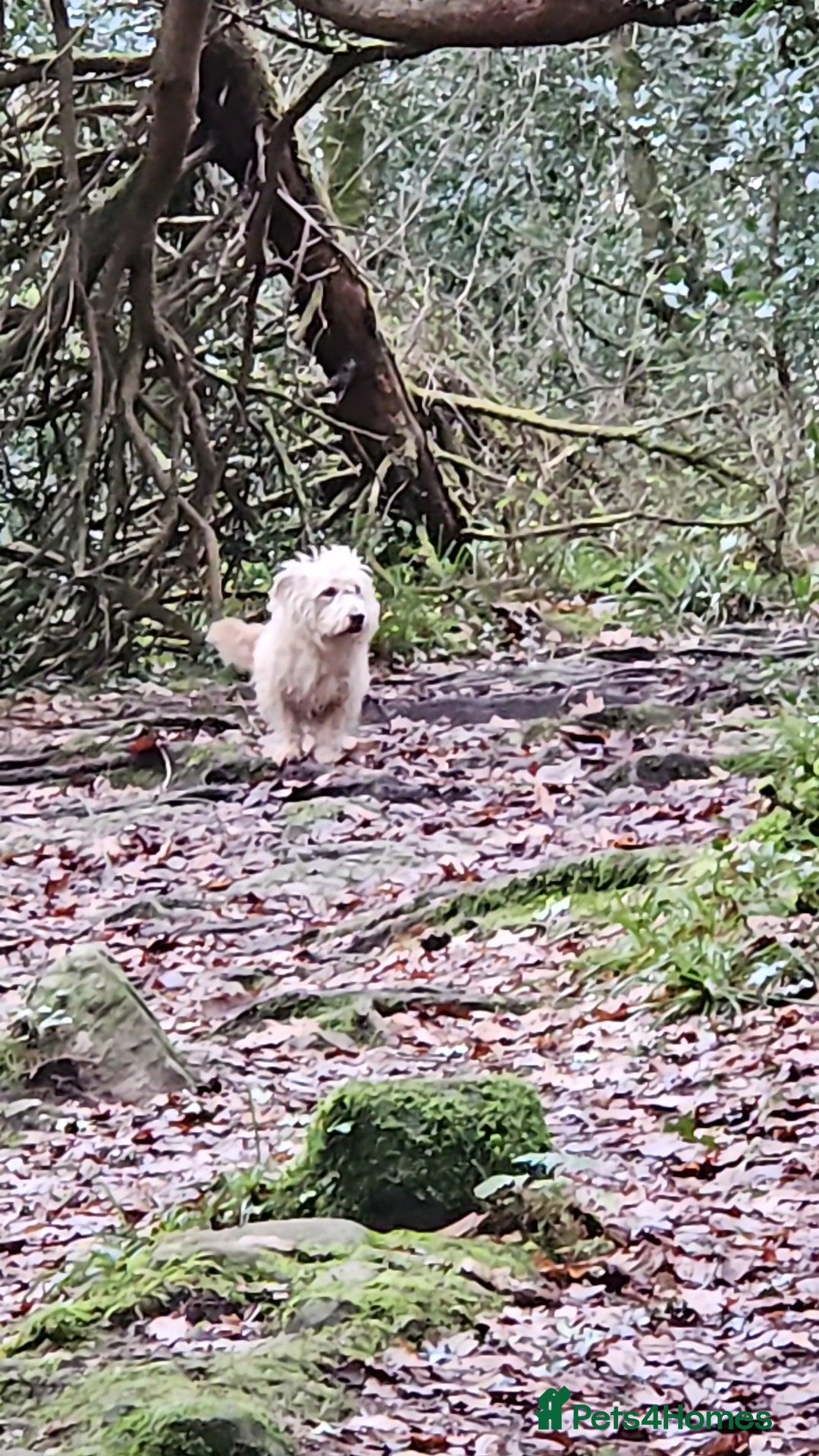 Glen of Imaal Terrier dogs for sale: Maximum dog in minimum frame! - Advert 2