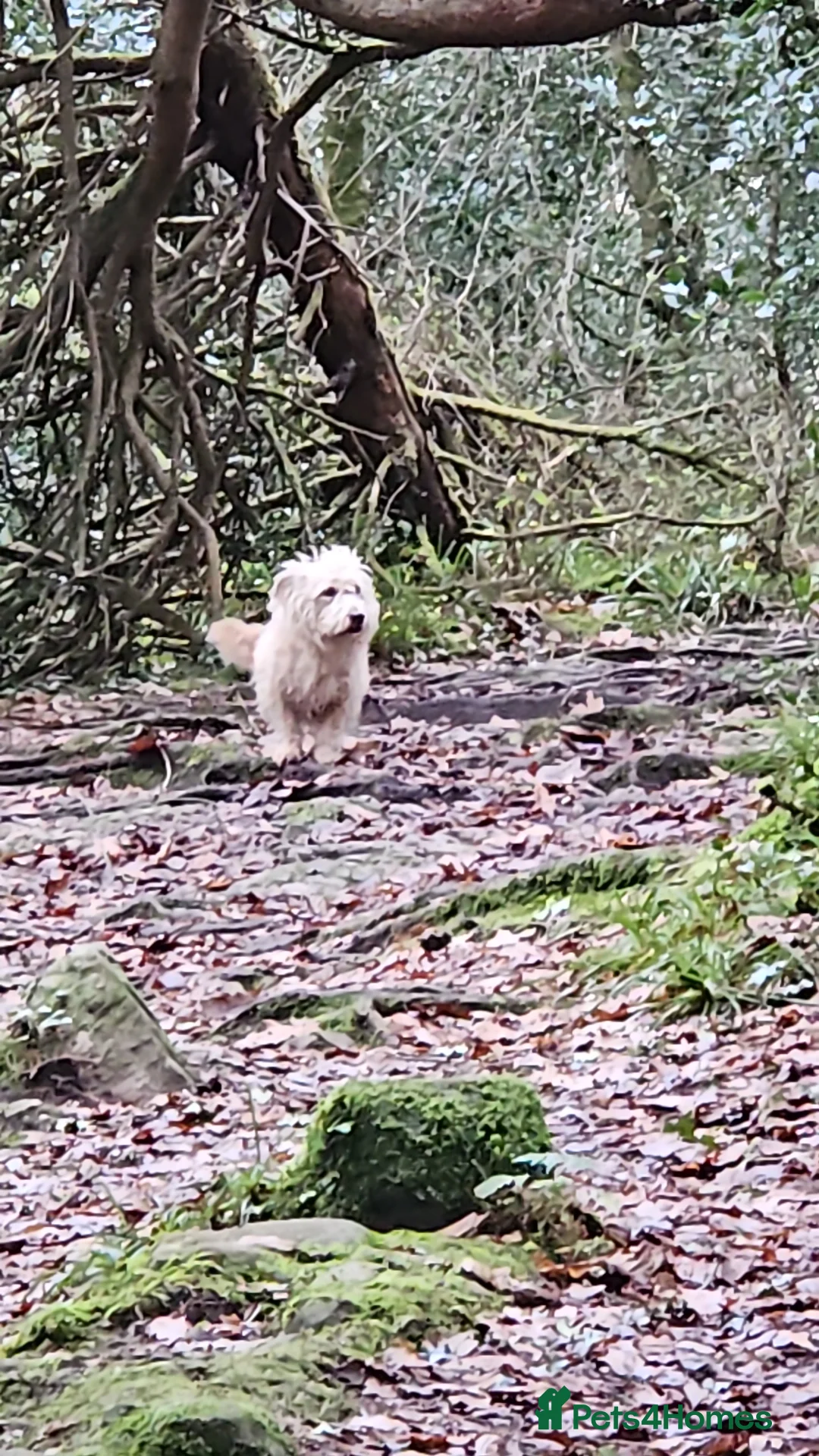 Glen of Imaal Terrier dogs for sale: Maximum dog in minimum frame! - Advert 7