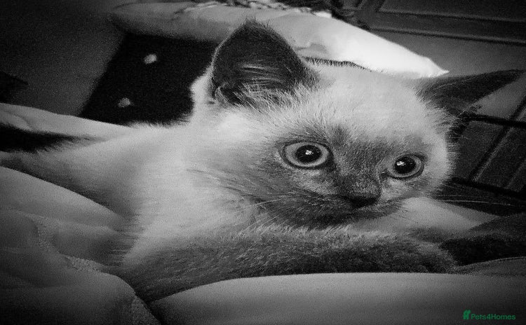 British Shorthair cats - Advert 12