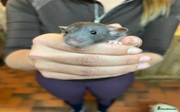 Rat rodents for sale: Dumbo x fancy rats  - Image 2