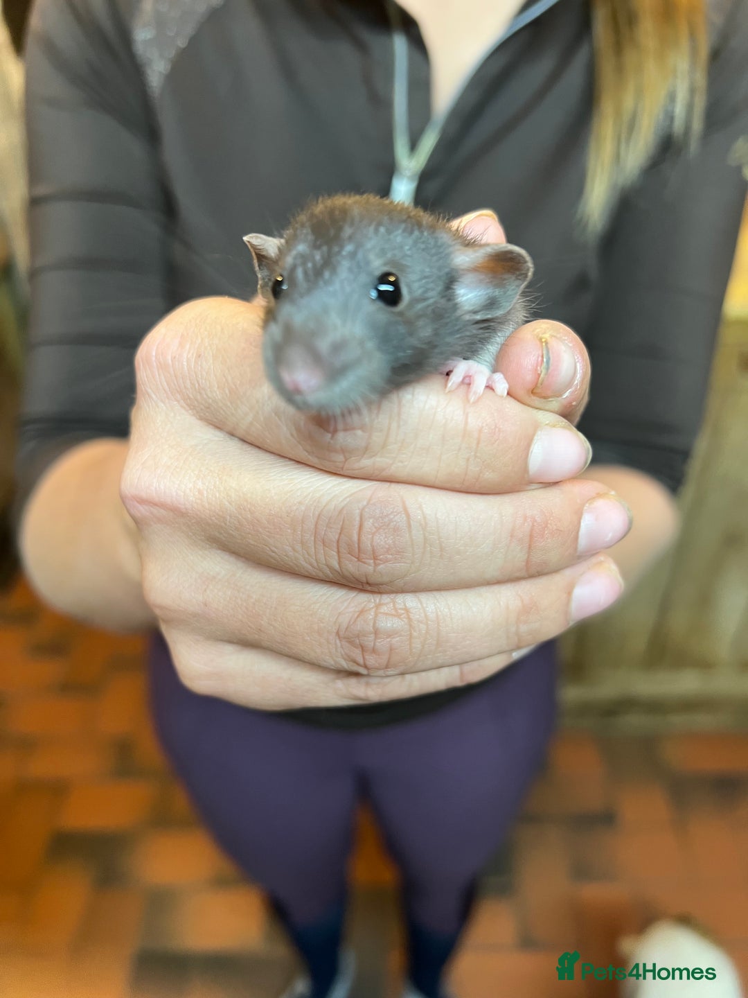 Rat rodents for sale: Dumbo x fancy rats  - Image 2