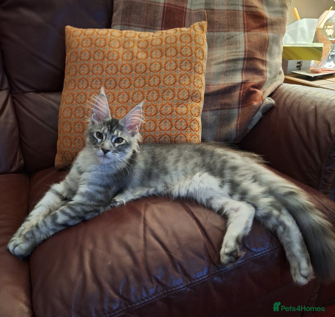 Maine Coon cats for sale: Lintons Pride Maine Coon Kittens. Ready Now - Image 18