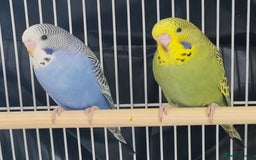 Budgerigars birds for sale: Beautiful Baby Budgies  - Image 3