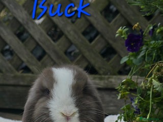 Mini Lop rabbits Beautiful mini lops girls and boys - Advert 4