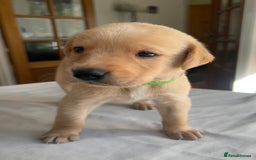 Labrador Retriever dogs for sale: Working/Active Pet - Image 15