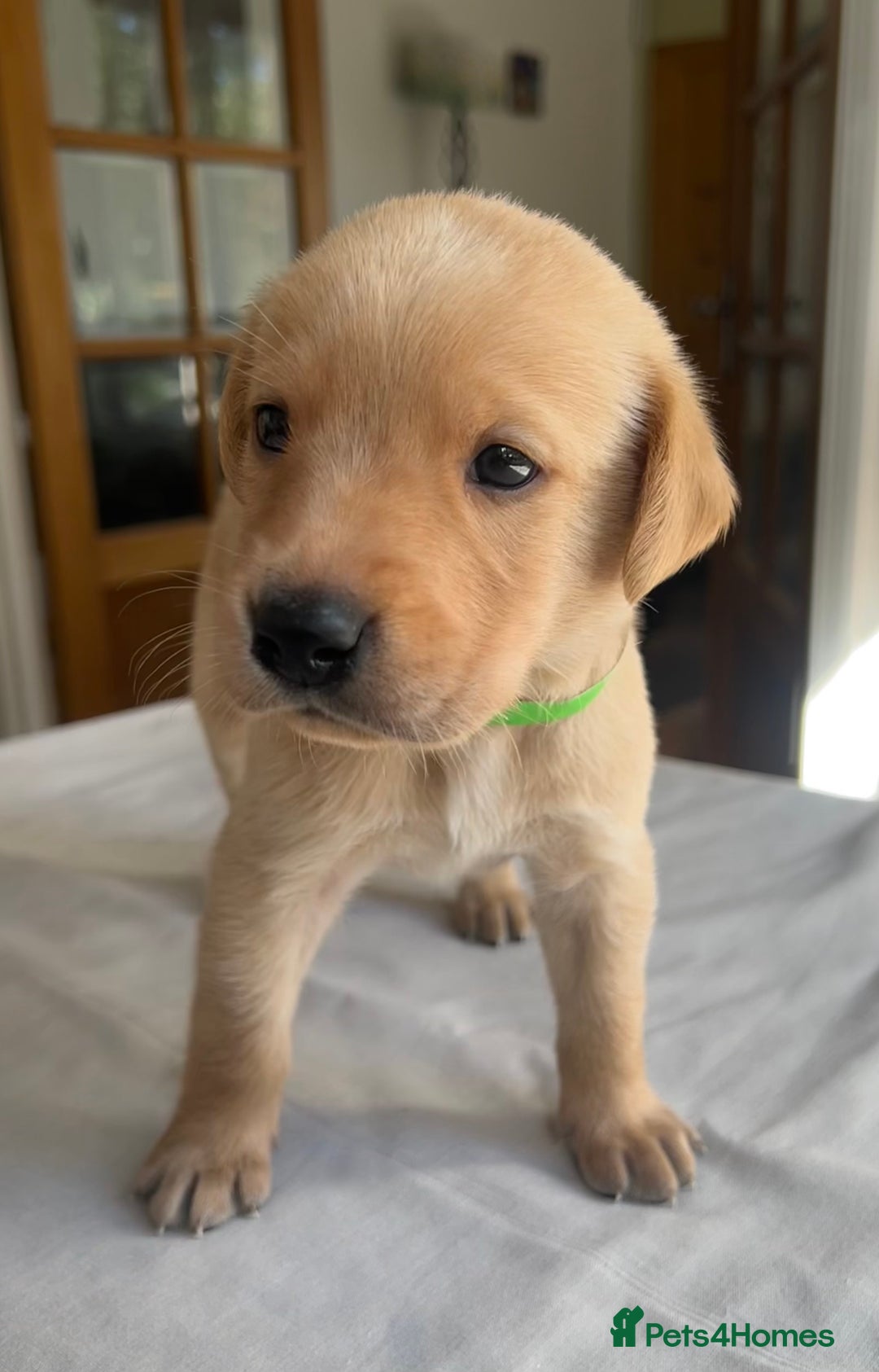 Labrador Retriever dogs for sale: Working/Active Pet - Image 15