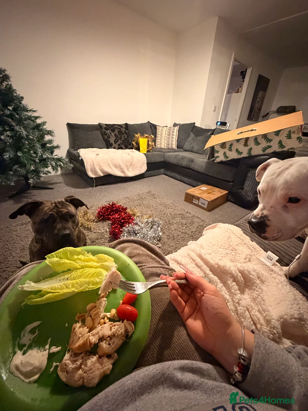 Staffordshire Bull Terrier dogs for sale: Male and female staff desperately need loving home - Advert 5