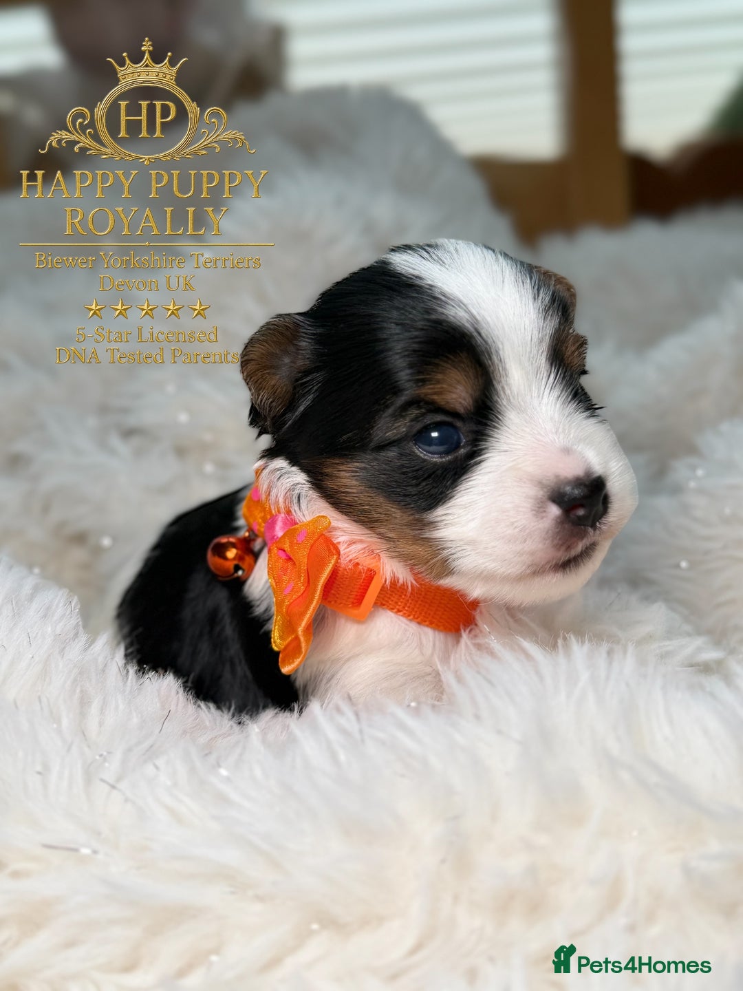 Biewer Terrier dogs for sale: BIEWER YORKIE PUPPIES 4 Available Licensed Breeder - Advert 1