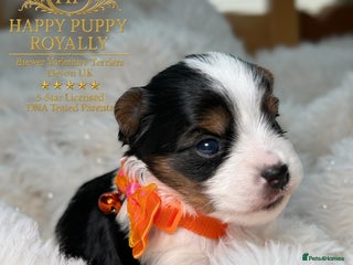 Biewer Terrier dogs BIEWER YORKIE PUPPIES 4 Available Licensed Breeder - Advert 5