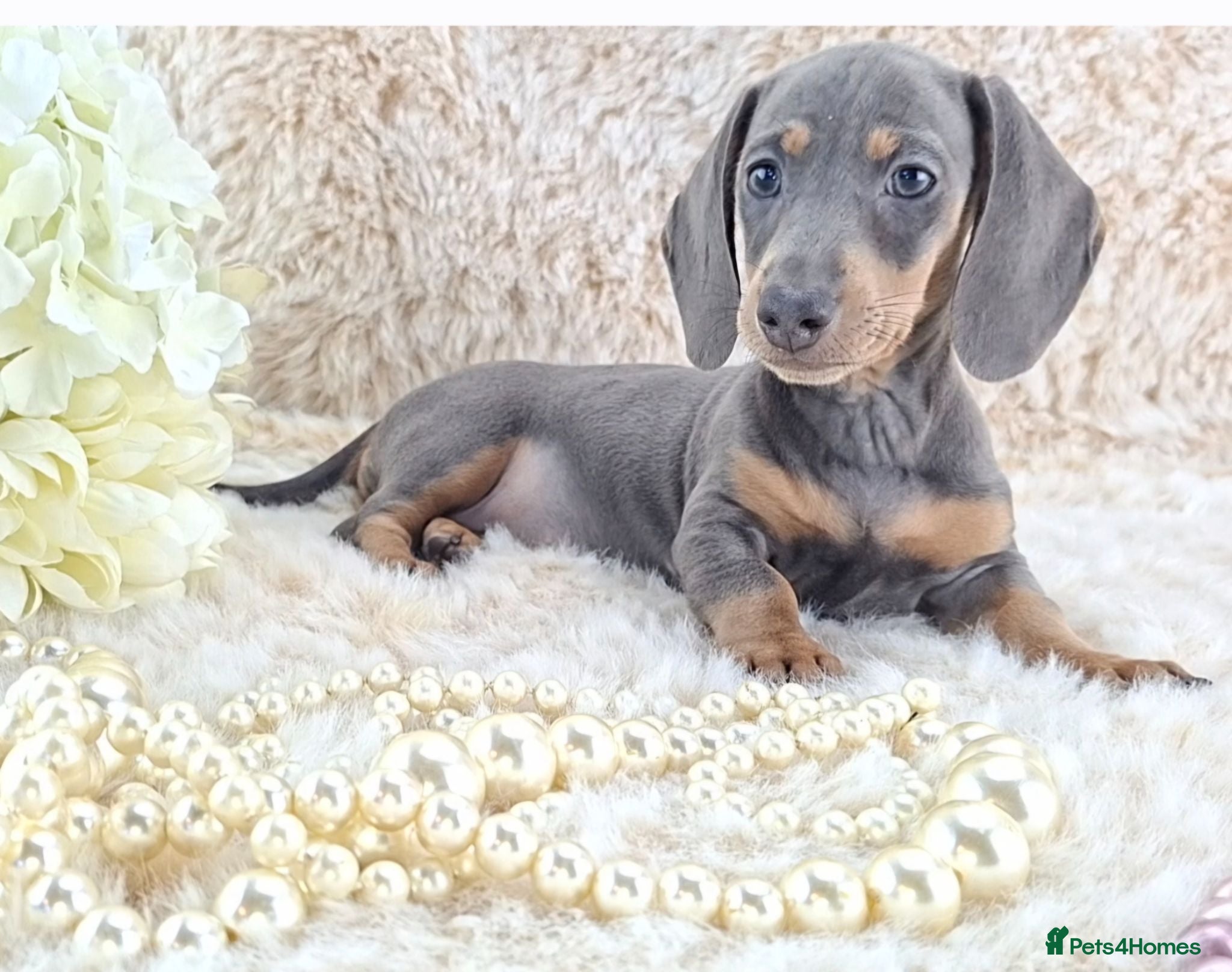 Miniature Dachshund dogs KC Registered Miniature Dachshund Puppies  - Advert 1