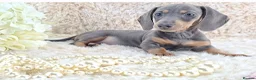 Miniature Dachshund dogs for sale: 💥REDUCED 💥KC Registered Miniature Dachshund  - Advert 5