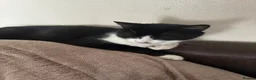 Mixed Breed cats for sale: Adult female - Advert 1