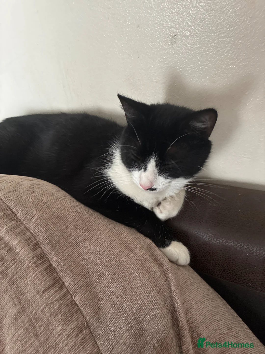 Mixed Breed cats for sale: Adult female - Advert 1