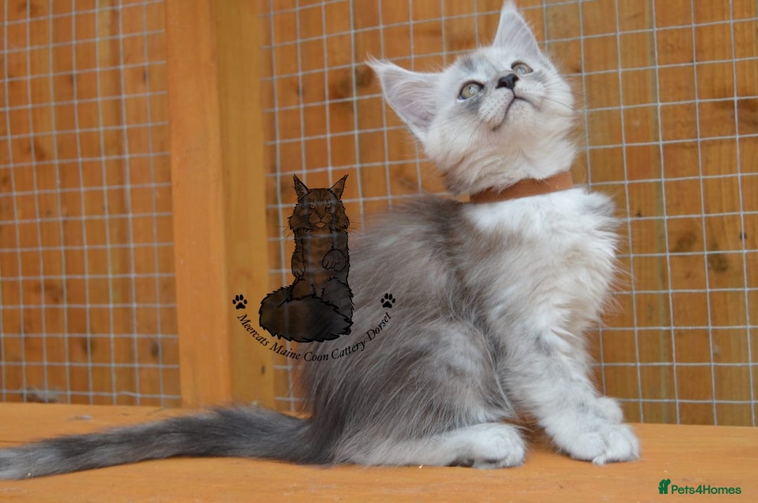Maine Coon cats for sale: Maine coon kitten silver ticked girl TICA tested - Image 2