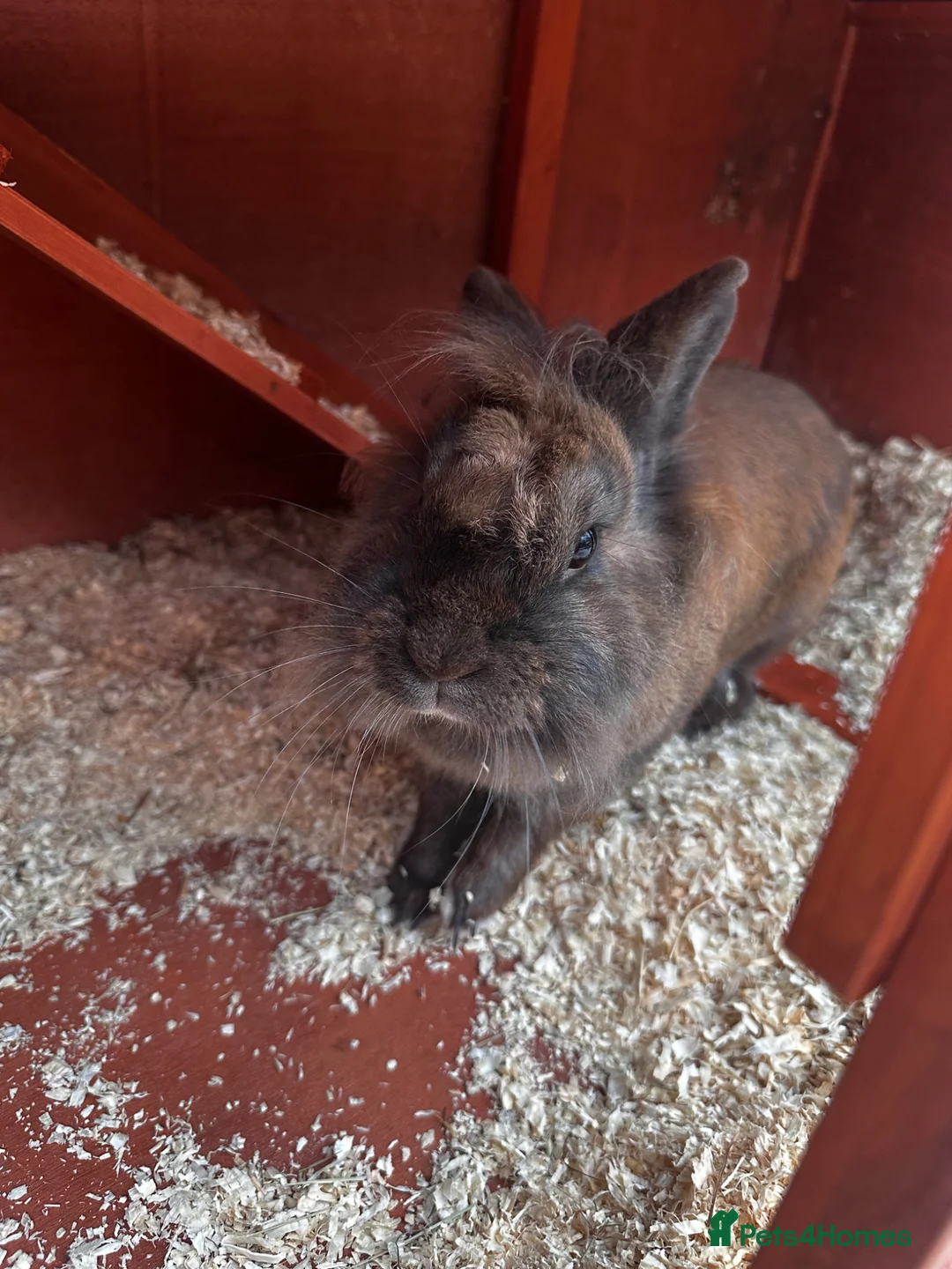 Mixed Breed rabbits for sale: Rabbit for sale  in Doncaster - Advert 1