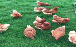 Chickens poultry for sale: 10 month old Lohmann brown chickens - Image 3