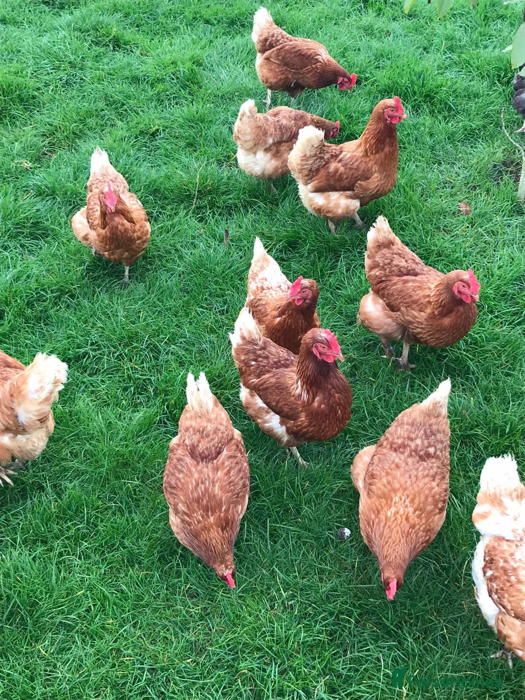 Chickens poultry for sale: 10 month old Lohmann brown chickens - Image 3