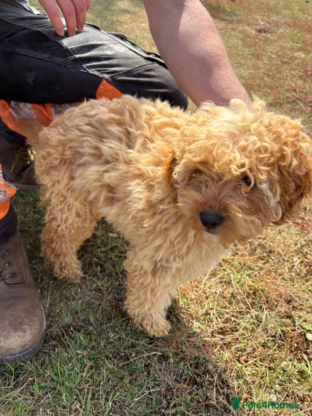 Cockapoo dogs for sale: Cockapoo  in Aberdeen - Advert 2