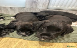Mixed Breed dogs for sale:  Boxer-Doodle - Image 8