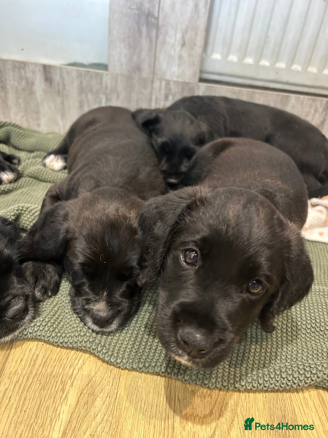 Mixed Breed dogs for sale:  Boxer-Doodle - Image 8