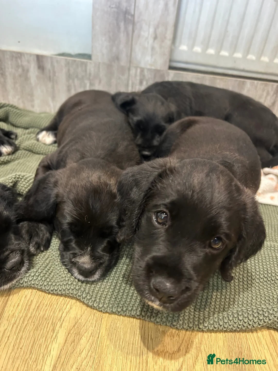 Mixed Breed dogs for sale:  Boxer-Doodle - Advert 8