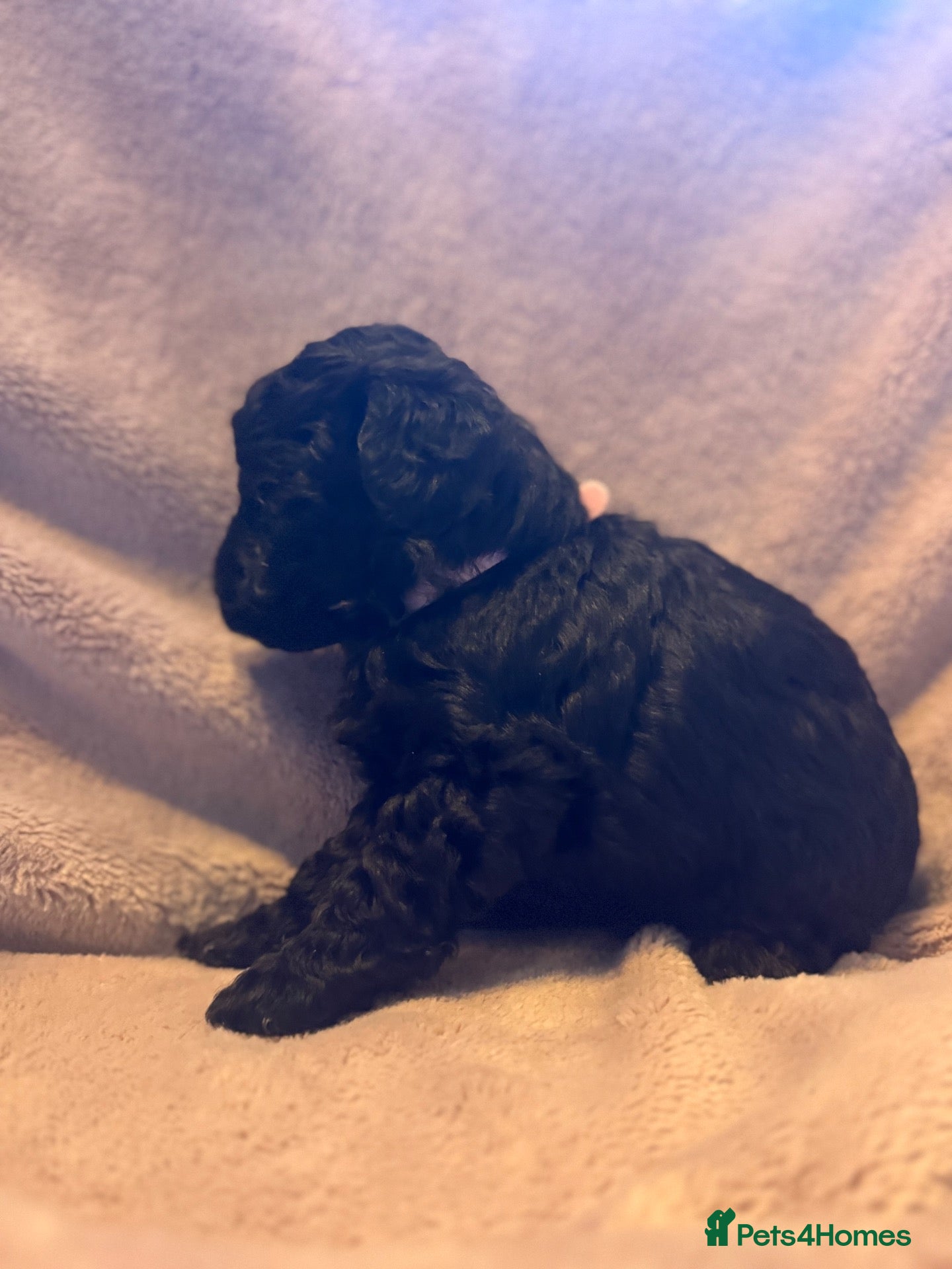 Toy Poodle dogs F1BB TOY POODLES  - Advert 6